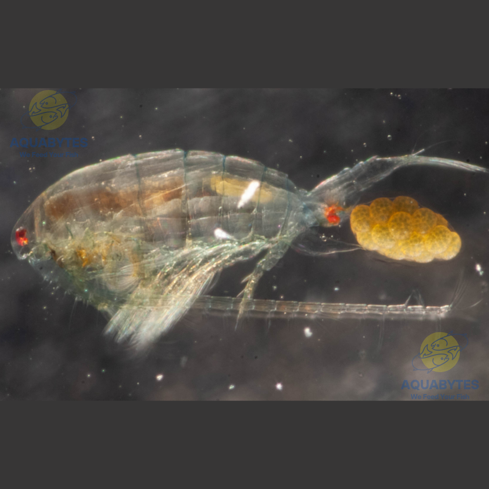 Brine shrimp top for freshwater fish