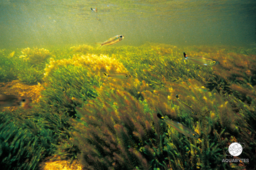 Creating a Live Food Ecosystem in the Aquaria