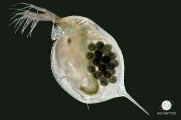 AQUABYTES - Daphnia Magna Care Guide