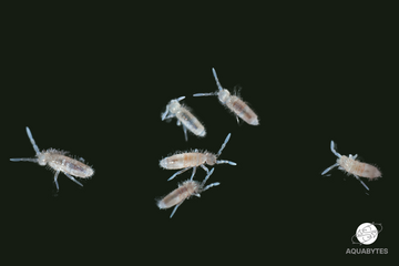 AQUABYTES - Spring Tail Care Guide