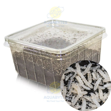Springtail Culture