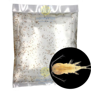 FRESHWATER Copepods - CALANOIDA Sp.