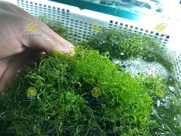 Chaetomorpha Macroalgae