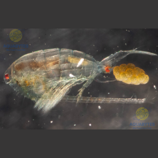 Freshwater Copepods: A Great Alternative to Hatching Brine Shrimp for Freshwater Fish