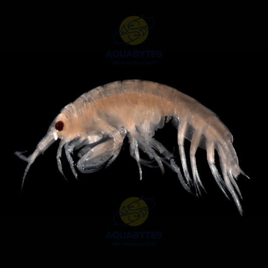 live fish food australia scuds amphipods