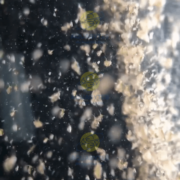 Daphnia Magna