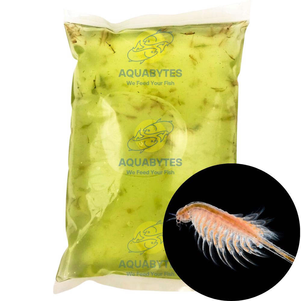 live brine shrimp food aquarium australia