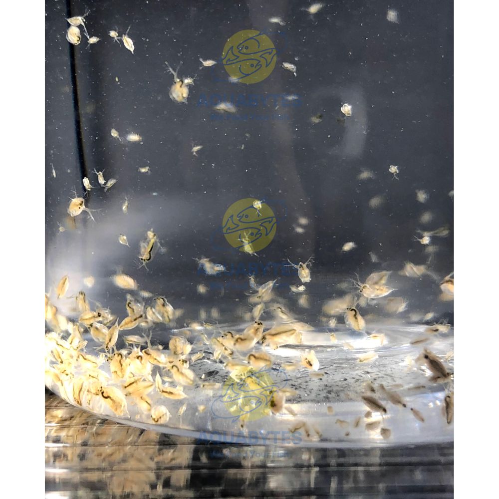 Daphnia Magna