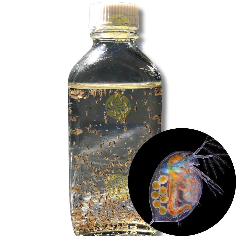 Daphnia Magna