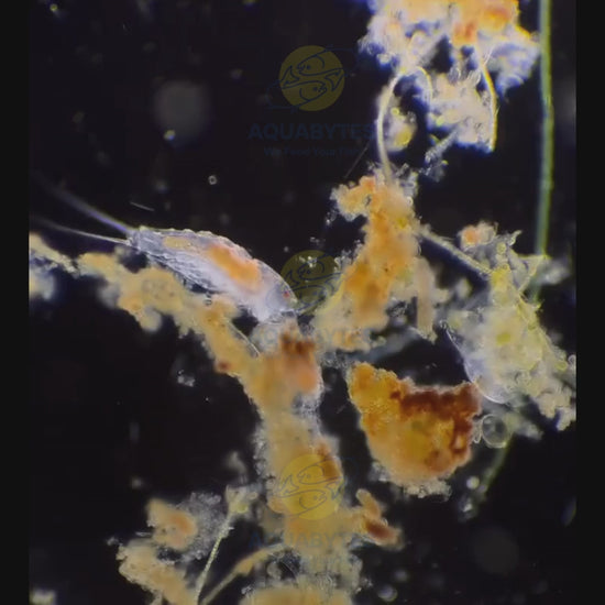 MARINE Copepod Culture - DIOITHONA RIGIDA Sp – Aquabytes