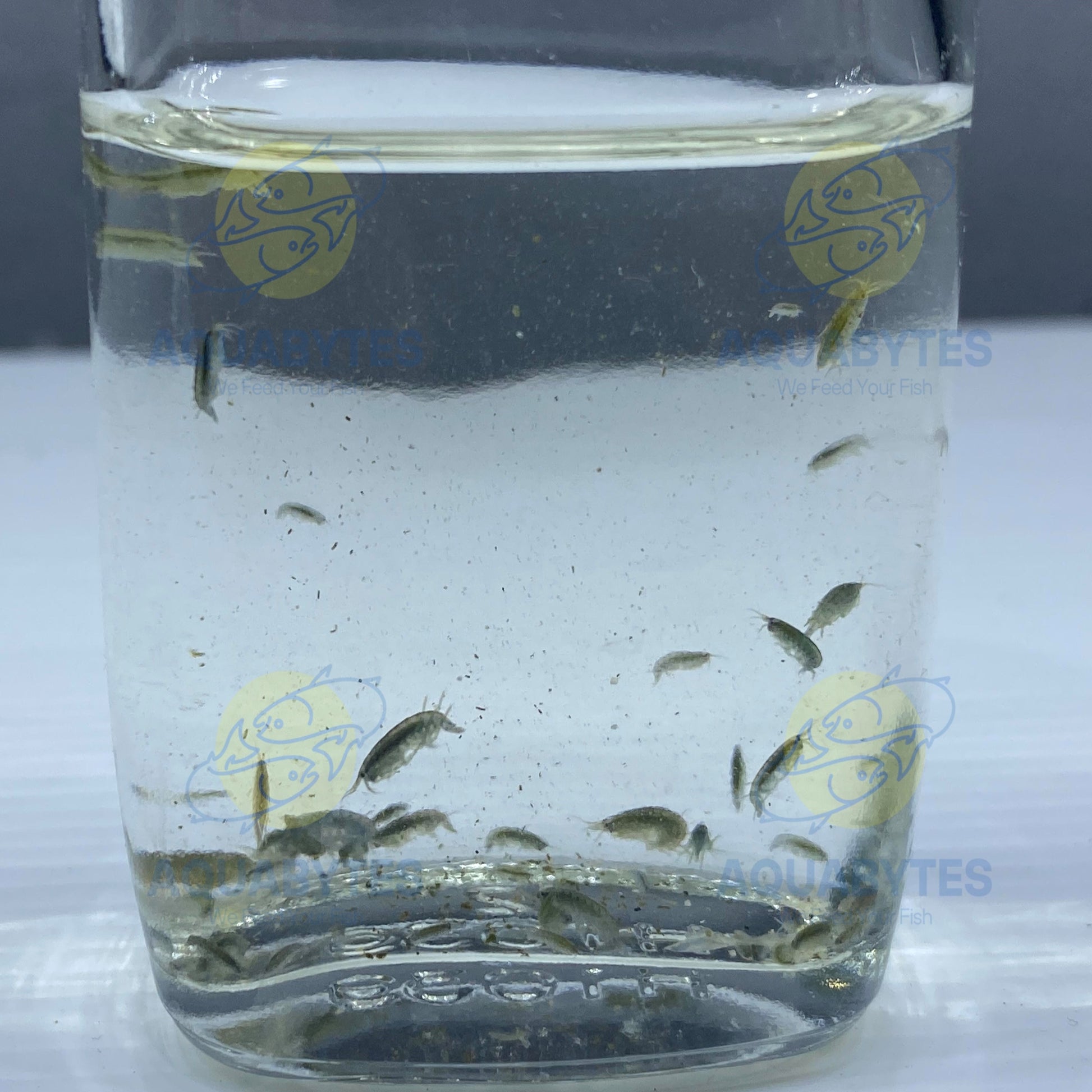 FRESHWATER Scuds Culture GAMMARUS Sp. Aquabytes