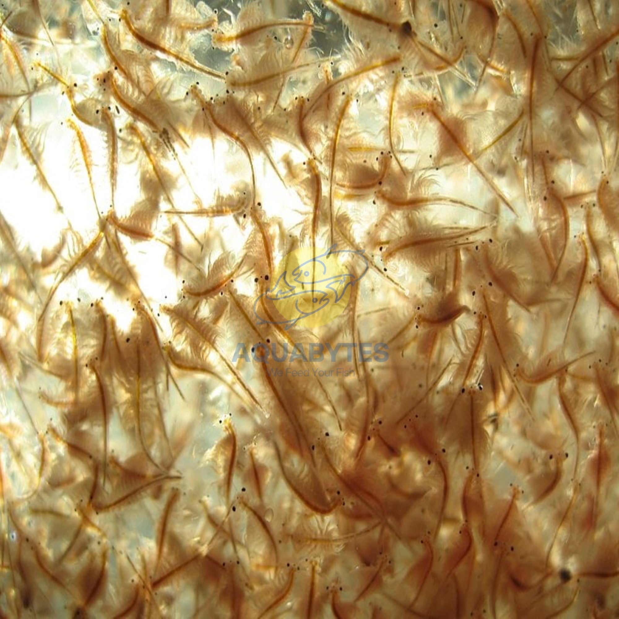 Buy live brine shrimp deals