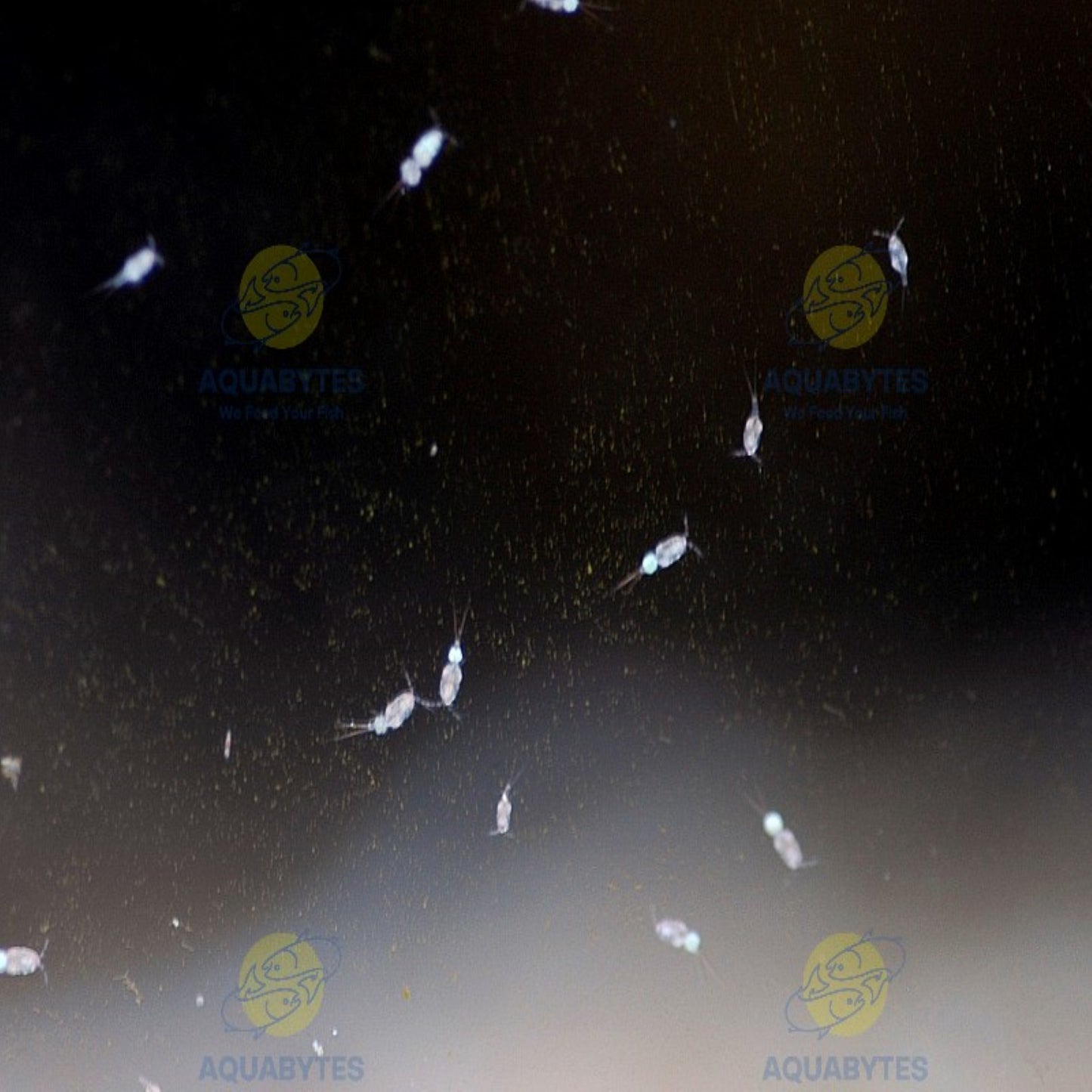 MARINE Copepod Culture - DIOITHONA RIGIDA Sp – Aquabytes