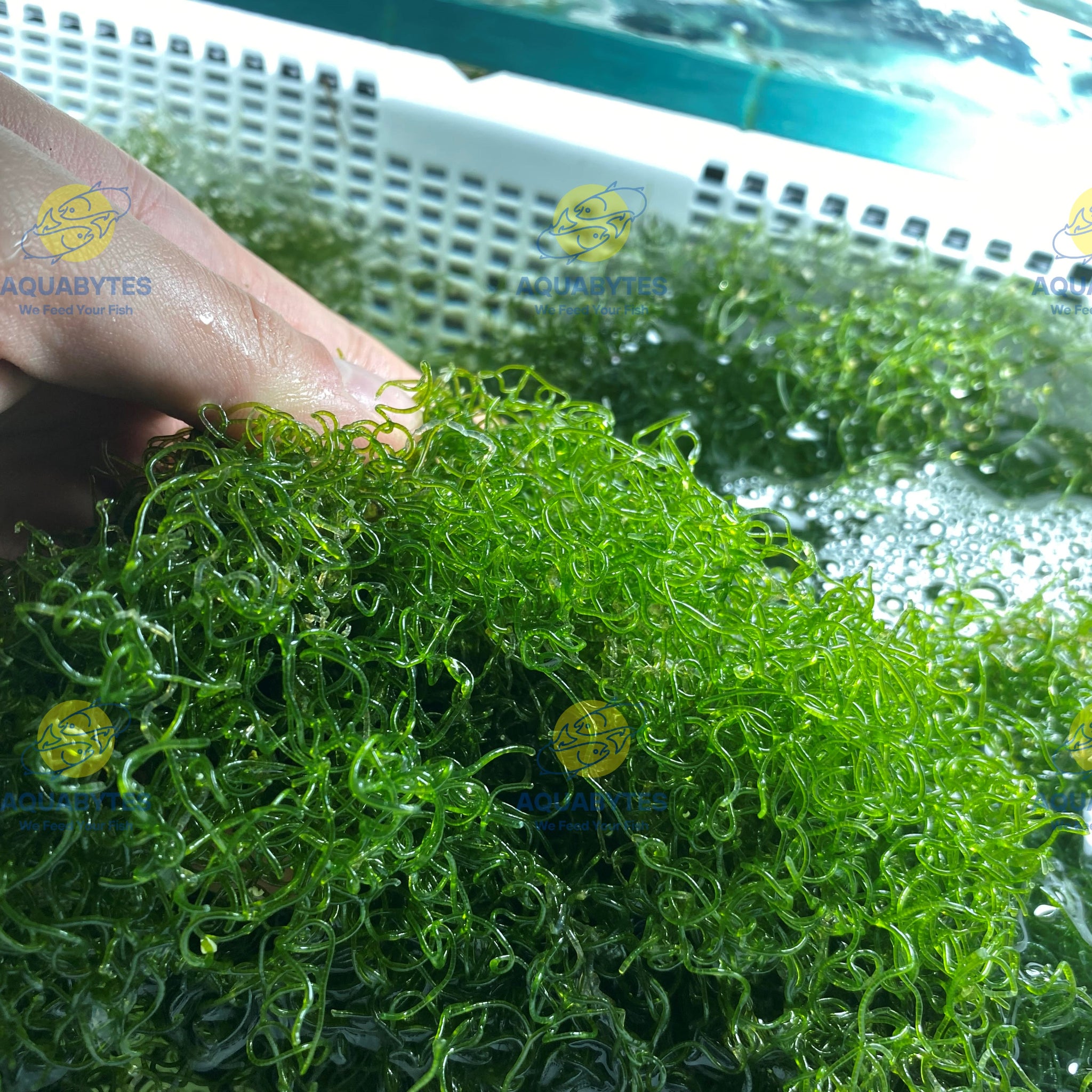Chaetomorpha Macroalgae